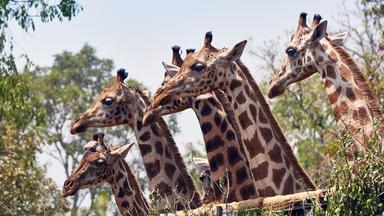Das Bild zeigt eine Szene, in der eine Gruppe von Rothschild-Giraffen.