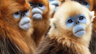 Eine Gruppe Goldstumpfnasenaffen in Nahaufnahme.