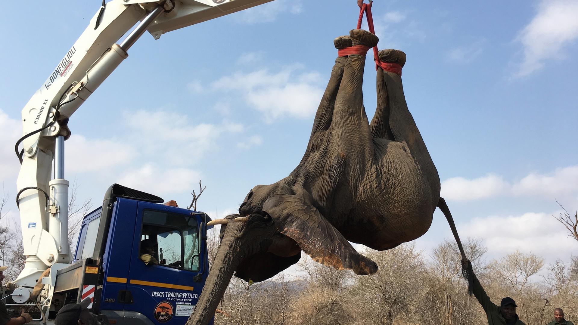 "Graue Giganten auf Reise": Ein betäubter Elefant hängt an einem Kran.