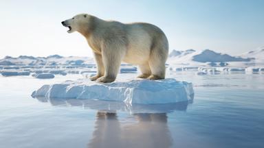 Ein Eisbär auf einer Eisscholle, die im Meer treibt.