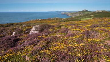 Küstenlandschaft in Pembrokeshire, Großbritannien, mit blühender Heide, Ginster und Blick auf den Atlantik.