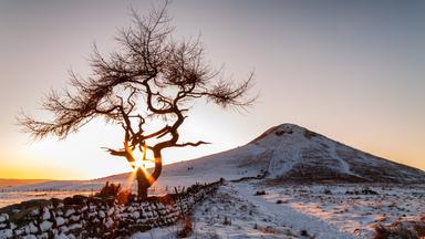 Winterliche Landschaft in den North York Moors (Großbritannien): Ein einzelner Baum hebt sich vor schneebedeckten Hügeln ab, während die tief stehende Sonne das Moor in warmes Licht taucht.