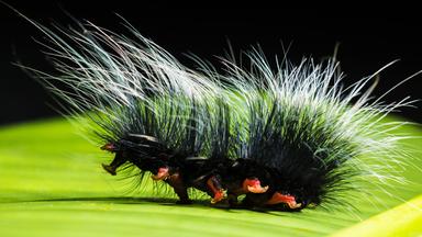 Eine schwarze Raupe mit roten Füßen geht über ein Blatt. Sie hat lange Haare, die an ein Stachelschwein erinnern