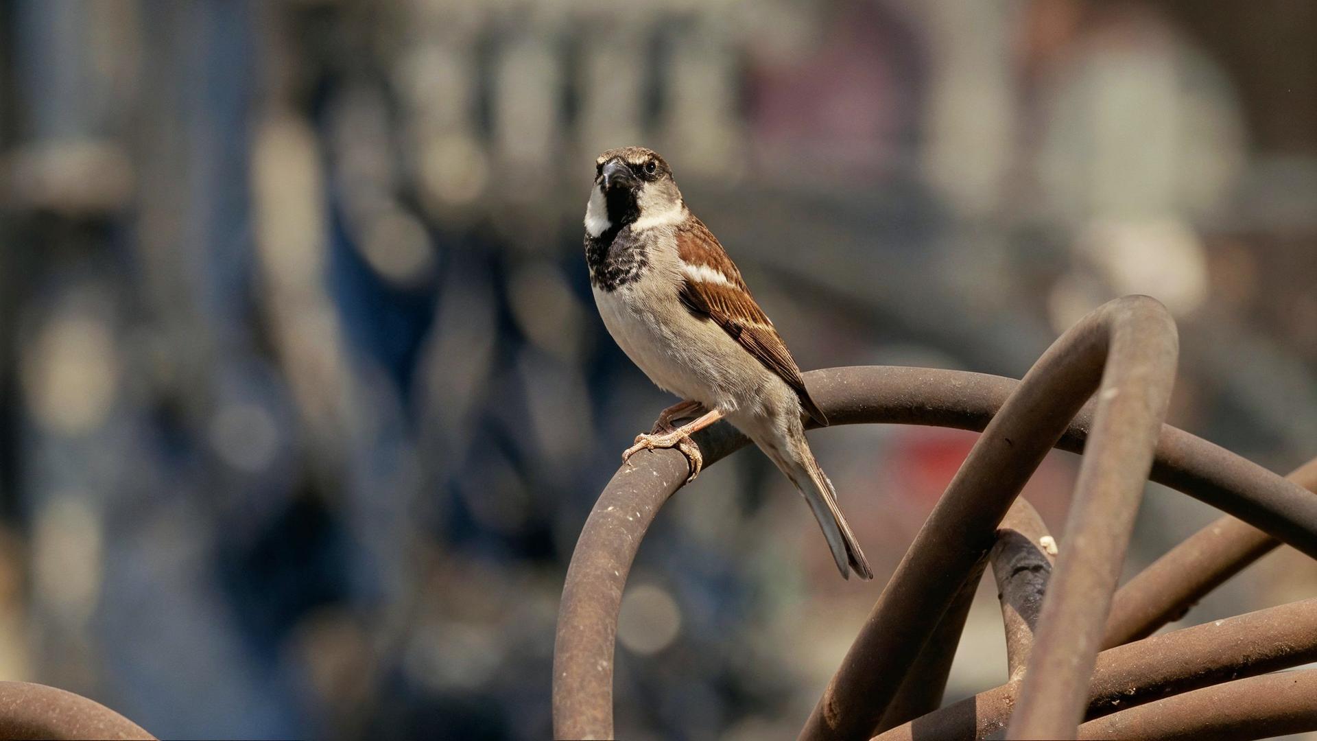 Spatz auf einer Baustelle.
