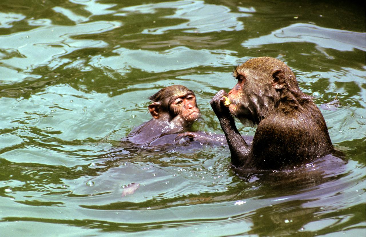 affen im wasser