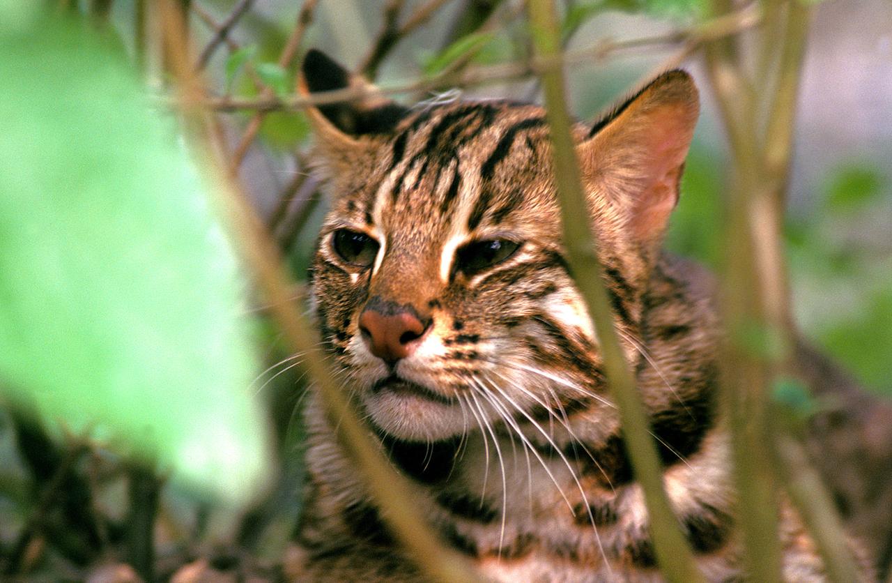 raubkatze