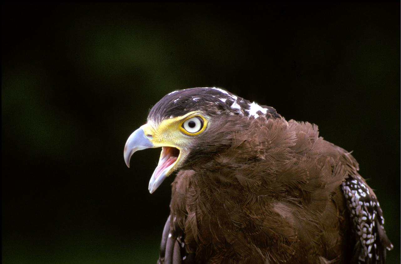 adler
