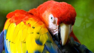 Ein wunderschöner, farbenprächtiger Papagei auf Costa Rica.