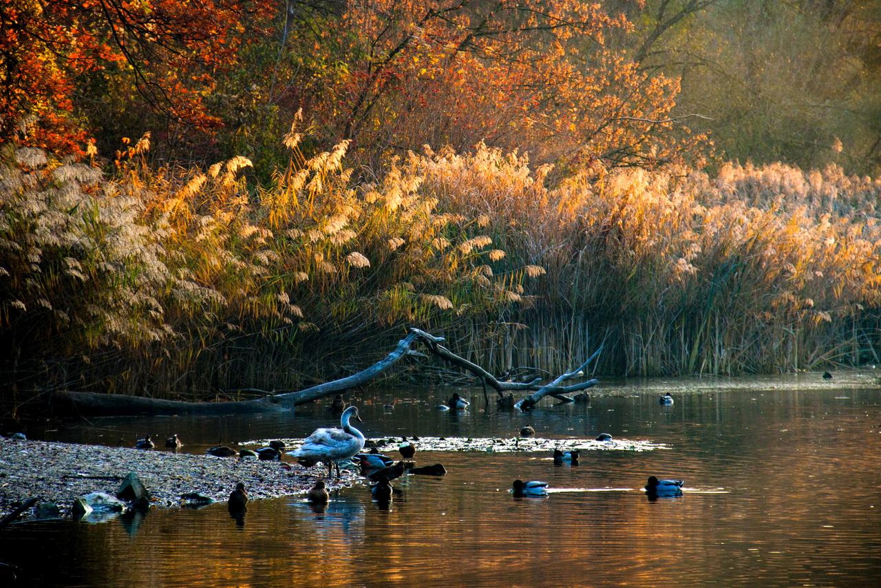 Wasservögel am Lusthauswasser im Herbst