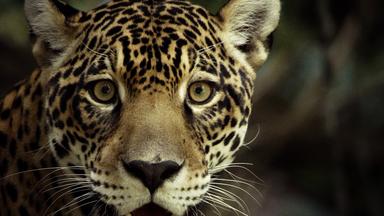 "Guyana – Der Weg des Jaguars": Jaguare sind Lauerjäger. Sie schleichen sich lautlos an und überraschen ihre Beute.