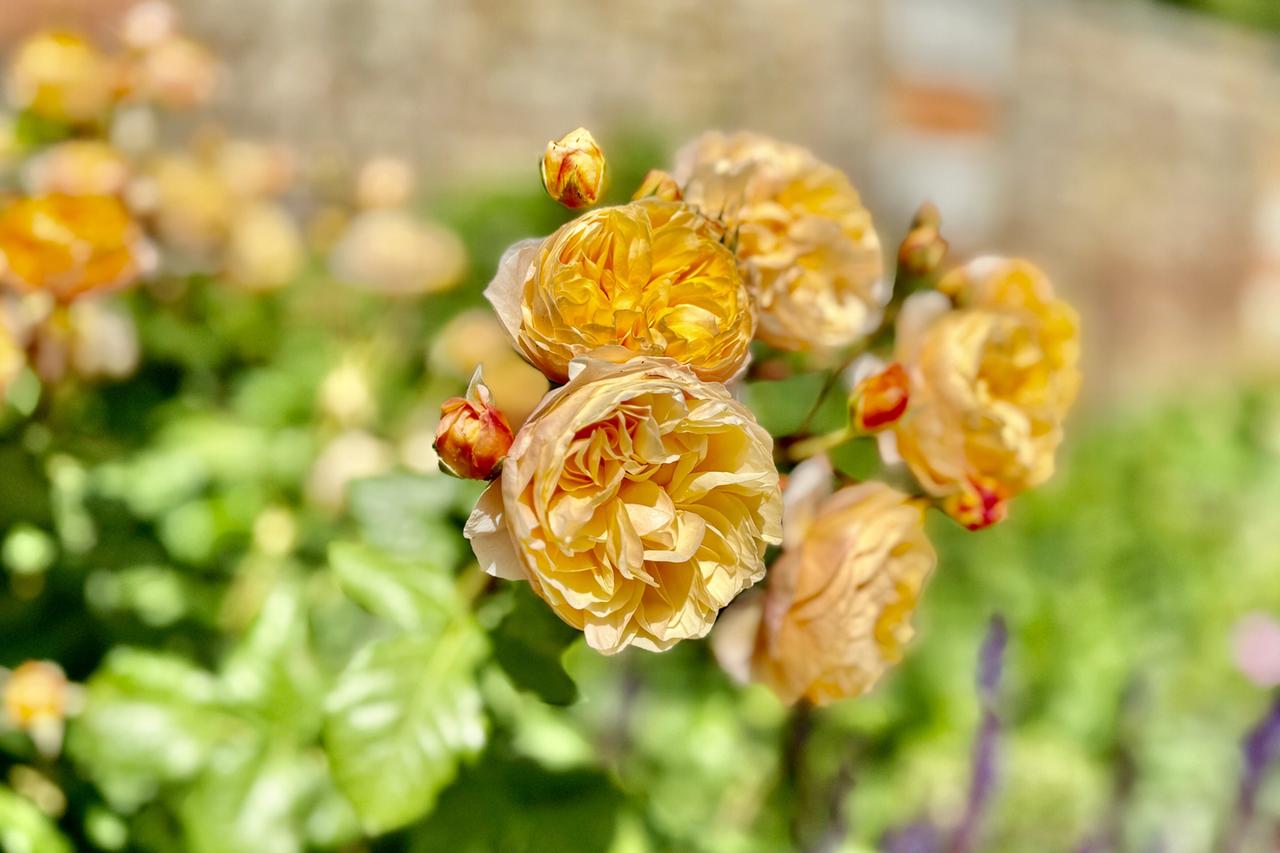Das Bild zeigt eine Nahaufnahme von zahlreichen blühenden Rosen in den königlichen Gärten des Hampton Court Palace. Die Rosen sind in verschiedenen Gelbtönen gehalten, wobei die offenen Blüten reich gefüllt und gefaltet sind. Einige der Blüten sind bereits vollständig geöffnet, während sich noch Knospen in einem helleren Gelbton an den Stängeln befinden. Im Hintergrund sind unscharfe grüne Blätter und ein Mauerwerk des Gartens zu erkennen, die auf die Gartenanlage hinweisen. Die Kombination aus den zarten Rosen und dem grünen Umfeld vermittelt ein Gefühl von Ruhe und Pracht.