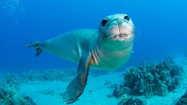 Eine Hawaii-Mönchsrobbe schwimmt unter Wasser und schaut direkt in die Kamera. Im Hintergrund sind Korallen und der Meeresboden zu sehen.