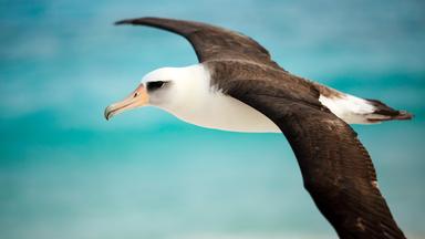 Ein Laysanalbatros fliegt über das Meer, die Flügel weit ausgestreckt.