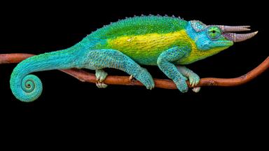 Ein Dreihornchamäleon, auch Jacksons Chamäleon genannt, sitzt auf einem Ast vor schwarzem Hintergrund.