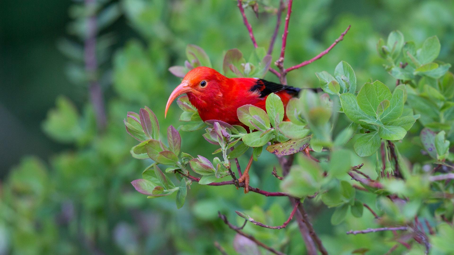 Ein Iiwi, ein kleiner roter Vogel, sitzt in einem grünen Busch.