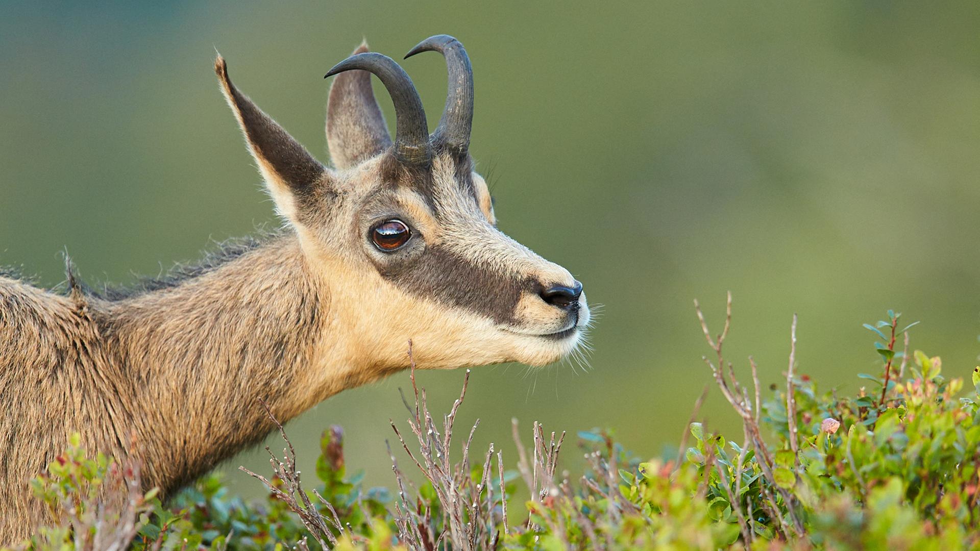 Nahaufnahme einer Gämse.