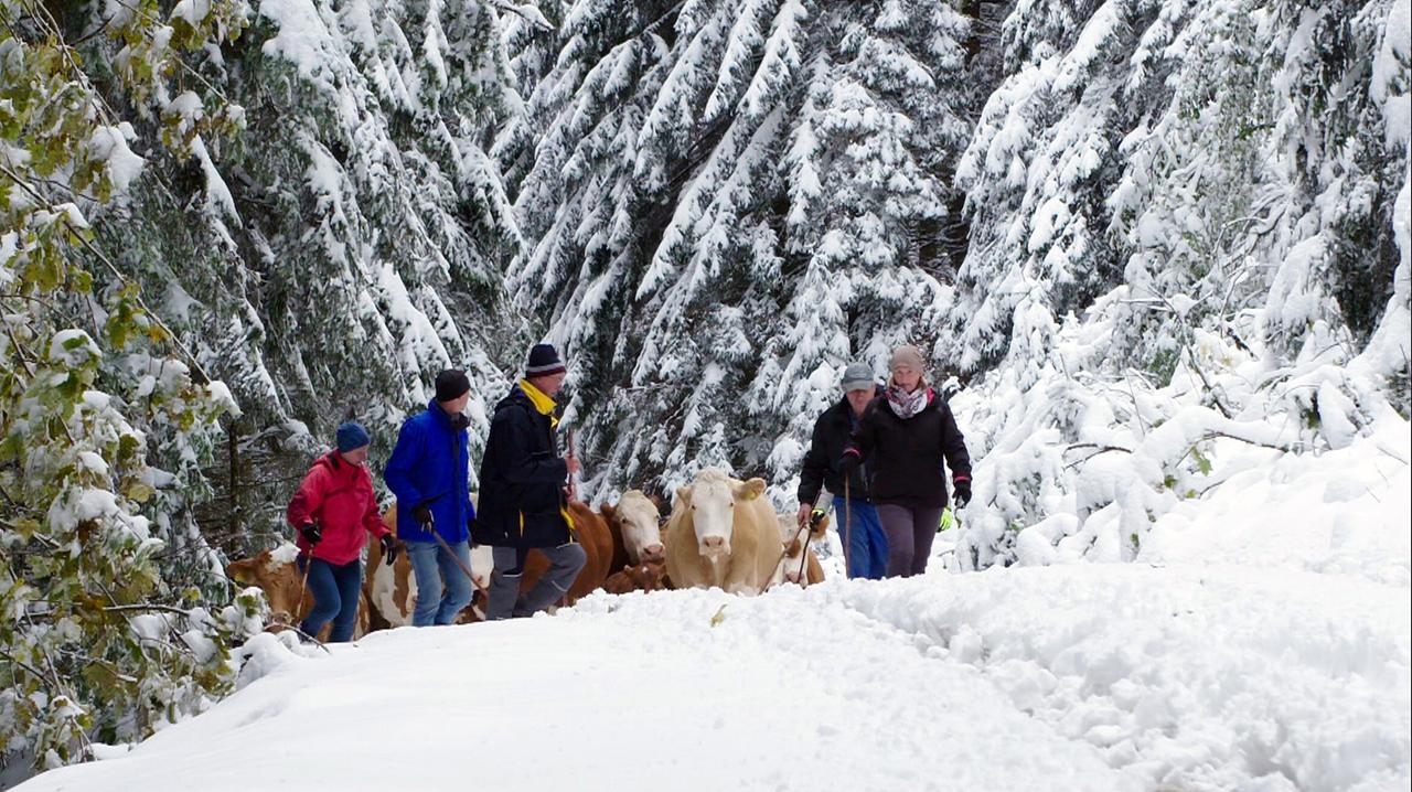 Eine Gruppe von Menschen treibt Kühe durch einen schneebedeckten Wald hinunter ins Tal. Die Bäume sind schwer mit Schnee beladen, und die Menschen tragen Winterkleidung.