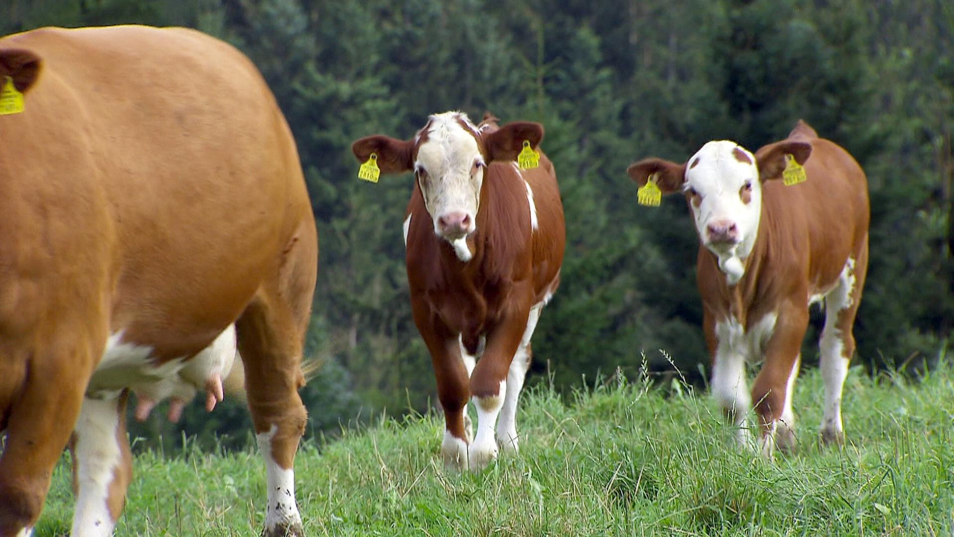Drei junge Kühe laufen auf einer grünen Wiese in Richtung Kamera, mit einem Wald im Hintergrund. Die Kühe tragen gelbe Ohrmarken.