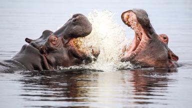 Ein erwachsenes Flusspferd spielt mit einem Jugendlichen und bringt dem jüngeren Flusspferd bei, sich gegen Gefahren zu verteidigen