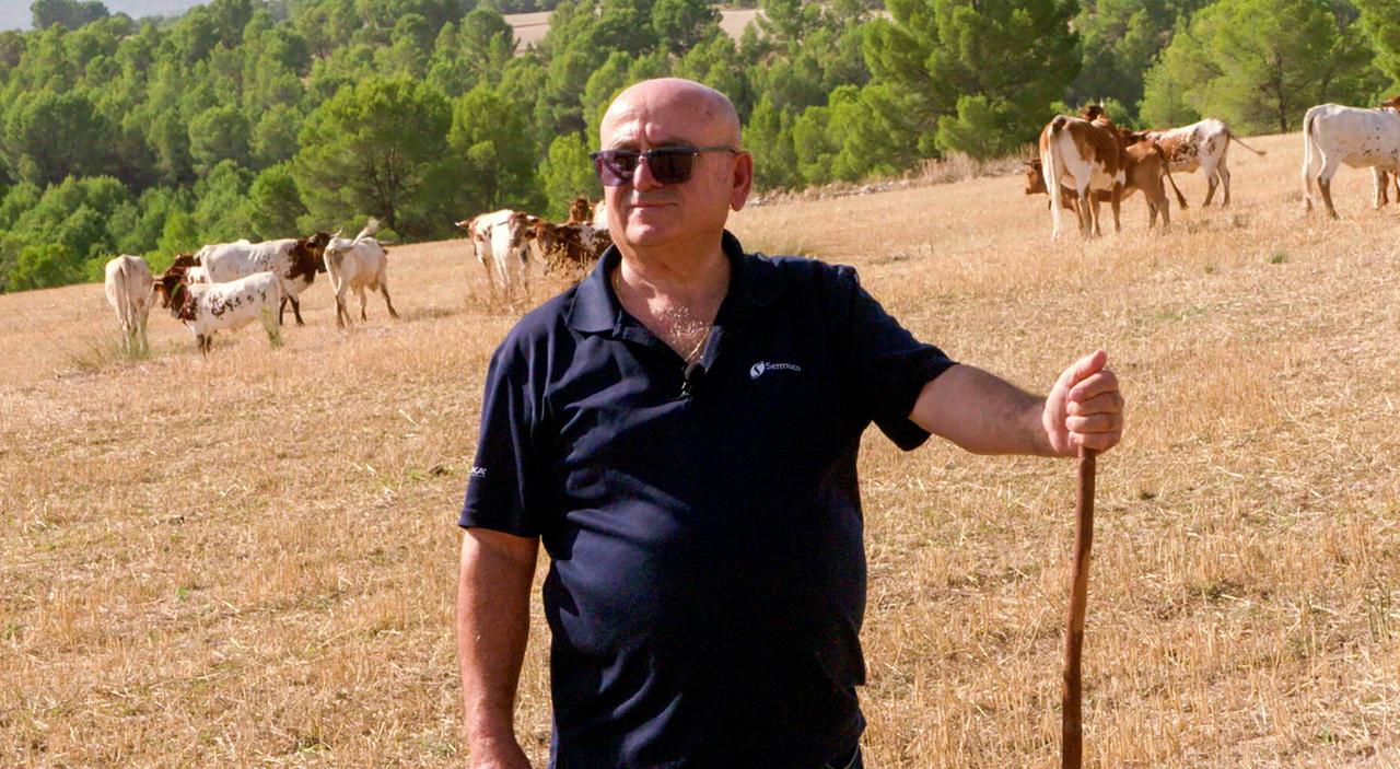 Ein Mann steht auf einem Feld mit Kühen im Hintergrund