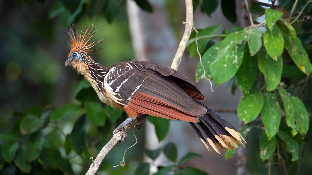Hoatzin