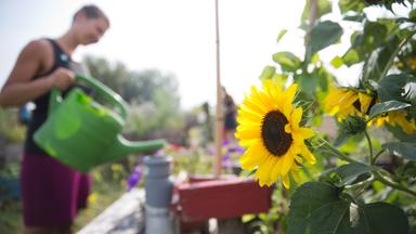 Frau giesst ihre Blumen