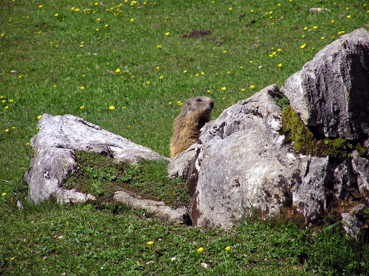 Wer sich leise verhällt, trifft häufig auf Bergbewohner wie dieses Murmeltier! 