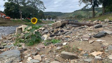 Eine Sonnenblume raugt aus Hochwasserschutt an der Ahr