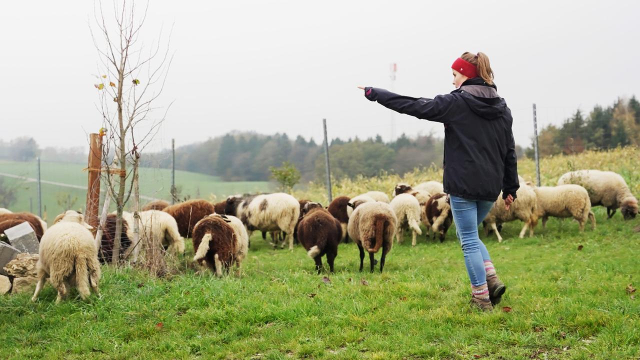 Das Bild zeigt eine ländliche Szene auf einem Biohof in Oberösterreich. Im Vordergrund sind mehrere Schafe zu sehen, die sich auf einer grünen Wiese bewegen. Die Schafe sind in verschiedenen Farben, einschließlich Weiß, Braun und Schwarz, und sind von hinten sichtbar.  In der Bildmitte steht eine junge Frau, die in einer dunklen Jacke und einer roten Haarbandage gekleidet ist. Sie zeigt mit einer Hand in Richtung der Schafe und scheint sie zu dirigieren oder zu leiten. Ihre Körperhaltung und die Richtung ihres Blicks deuten darauf hin, dass sie aktiv mit den Tieren kommuniziert.  Im Hintergrund sind sanfte, bewaldete Hügel zu erkennen, die in einem grauen, nebligen Himmel eingebettet sind. Ein Teil der Wiese ist mit einem Zaun eingezäunt, der die Weidefläche abgrenzt. Einige Bäume sind ebenfalls sichtbar, und die Szene vermittelt eine ruhige, ländliche Atmosphäre.