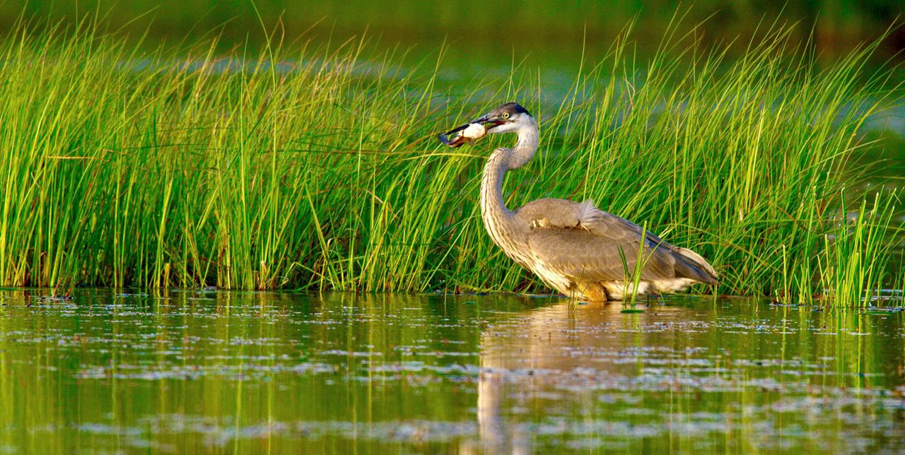 Reiher in einem Teich oder Flussteil - rundherum Seegras