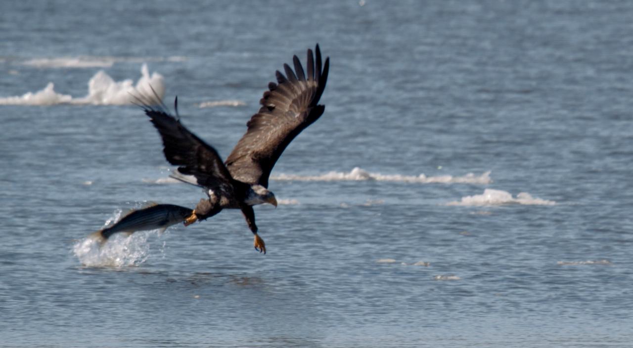 Weißkopfseeadler im Flug kurz bevor er im Wasser seine Beute greift.
