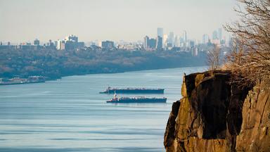 Wanderfalke sitzt auf einem Felsen über einem Fluss, im Hintergrund die Skyline von Manhattan. 
