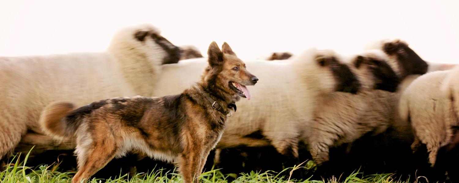 Schäferhund vor einer Herde Schafe