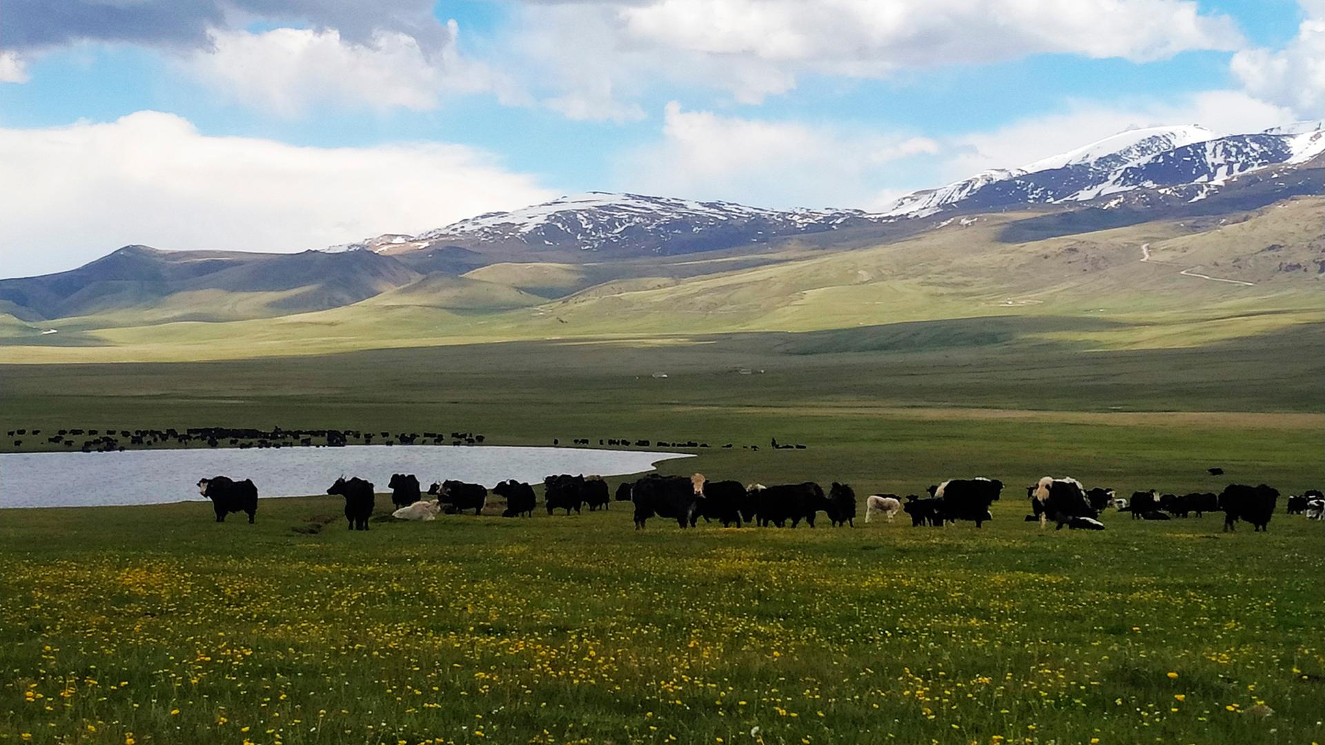 Eine Herde Yaks im kirgisischen Hochgebirge.