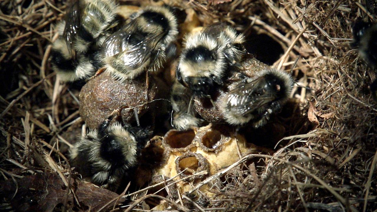 noch nie gefilmtes Nest: grau-weiße Hochgebiergs-Hummel
