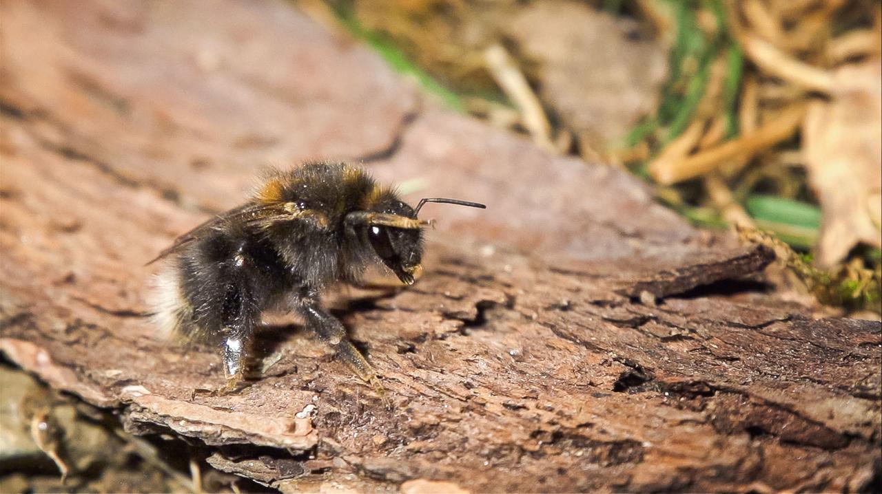 Kuckuckshummel (Schmarotzerhummel)