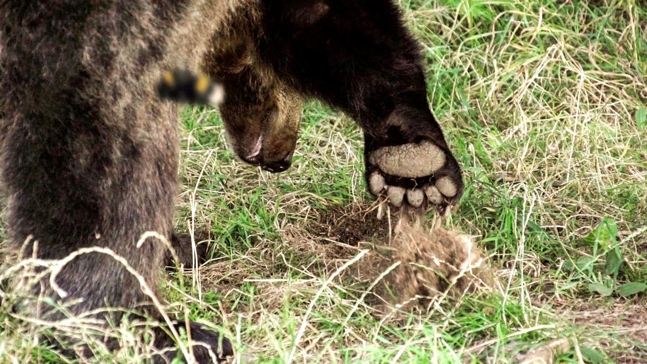 Braunbär gräbt Hummel-Nest aus