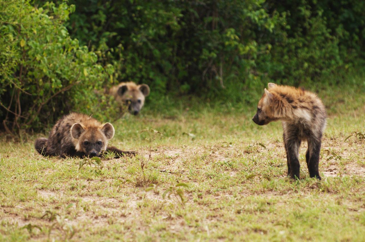 drei junge hyaenen auf einer wiese mit bueschen im hintergrund 