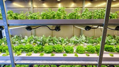 Gemüseanbau in Hydroponik