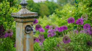 Das Bild zeigt einen Gartenbereich mit einer alten, vertikal stehenden Wassersäule aus Metall. Diese hat eine quadratische Grundfläche und eine geschweifte Oberkante mit einem spitzen Dach. Die Farbe der Wassersäule ist überwiegend rostbraun mit grünen Verfärbungen, was auf Alterung hinweist. Um die Wassersäule wachsen zahlreiche große, lila-blaue Blumen, die einen lebendigen Kontrast zur Rostfarbe der Säule bieten. Die Pflanzen sind in unterschiedlichen Höhen angeordnet, sodass sie ein harmonisches, lebendiges Bild abgeben. Im Hintergrund sind grüne Sträucher zu sehen, die dem Bild eine natürliche Umgebung verleihen. Die Szenerie vermittelt ein Gefühl von Ruhe und Idylle, typischer für einen Garten am Rand des Wienerwaldes. In der Ferne sind angedeutet weitere grüne Flächen, die die weitläufige Landschaft widerspiegeln.