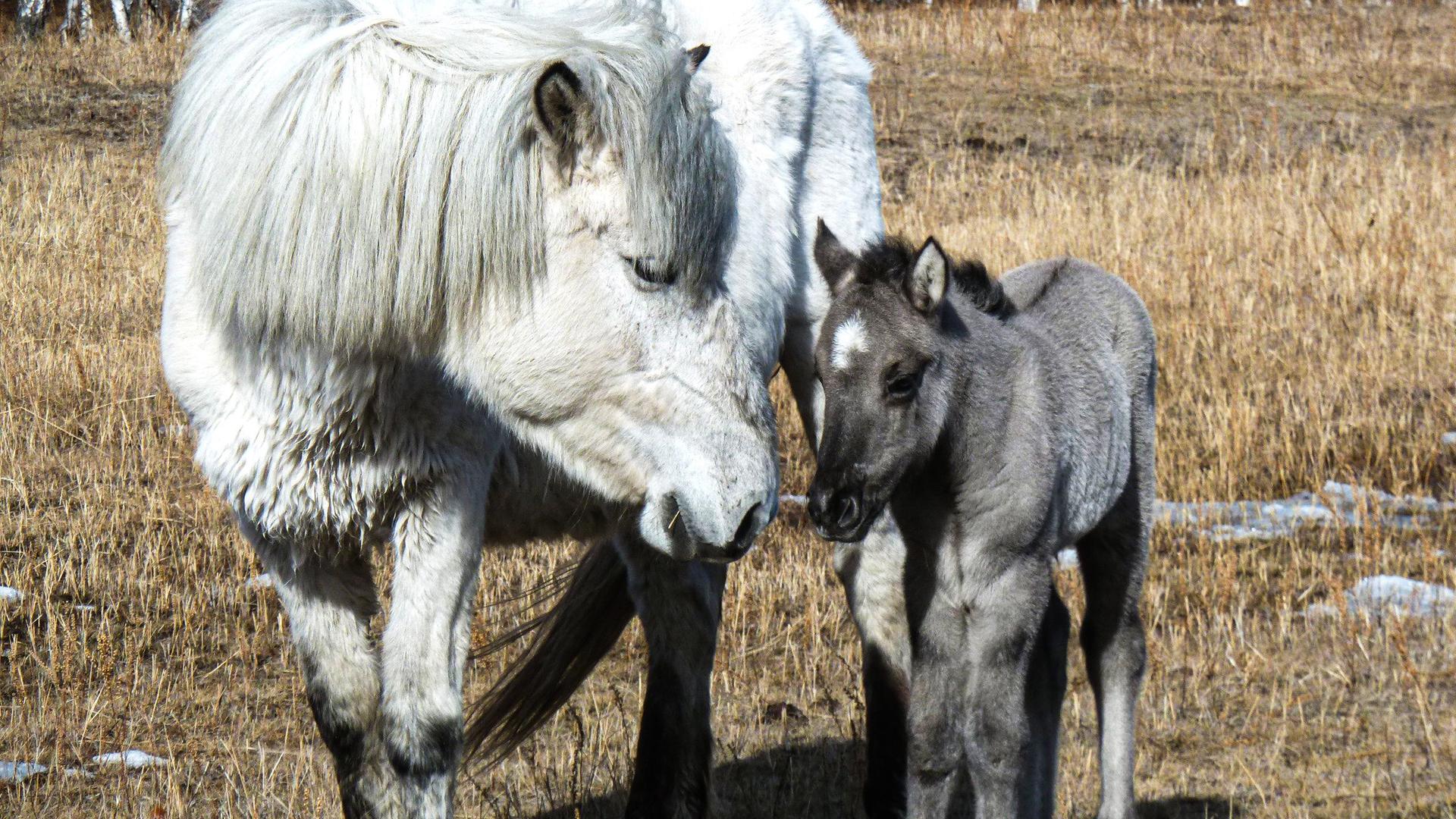 Ein Pferd und ein Fohlen auf einer Steppe.