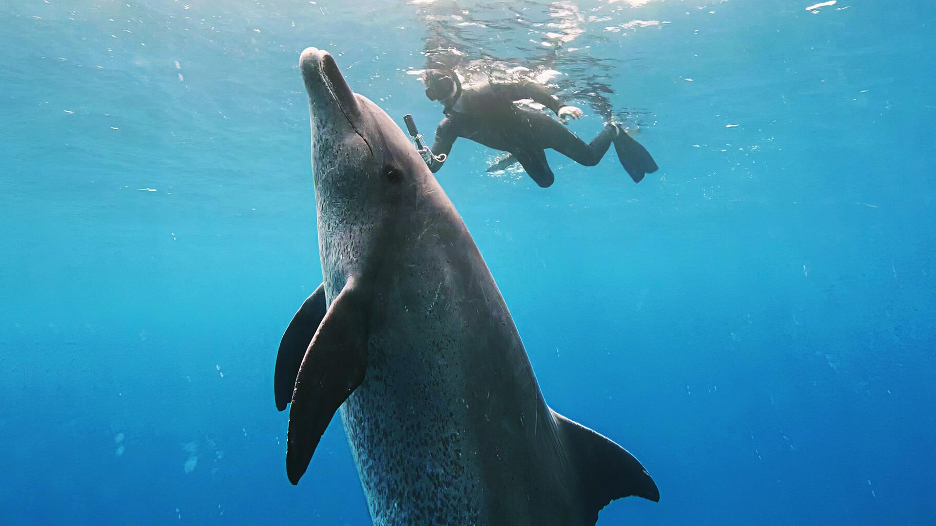 Ein Taucher schwimmt neben einem großen Delfin unter Wasser, beide sind in klarem blauem Wasser.
