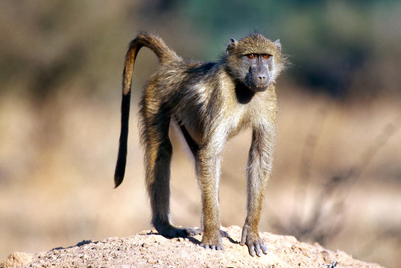 ein pavian