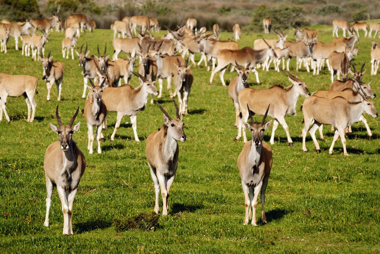elenantilopenkaelber