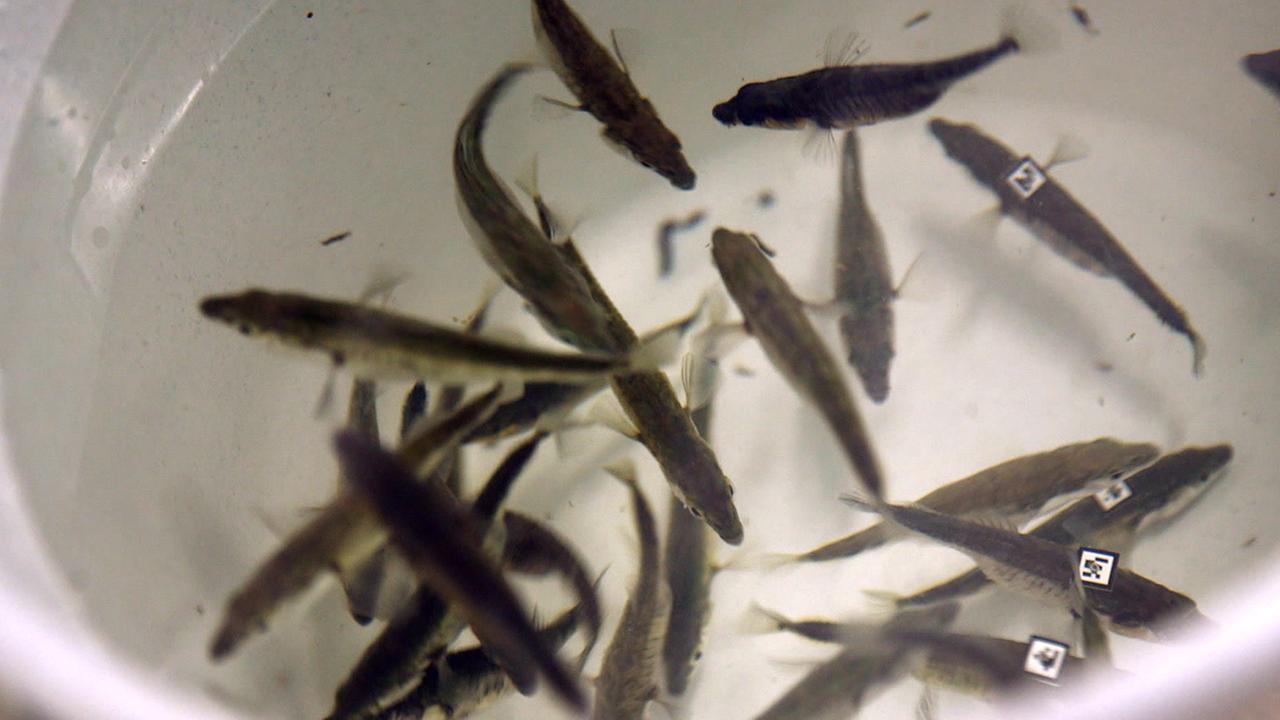 Standbild: Im Dutzend intelligenter