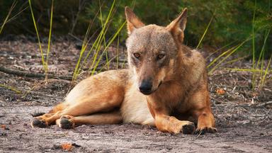 Ein Wolf liegt aufmerksam auf dem Waldboden und blickt direkt nach vorn  Szene aus dem Dokumentarfilm Im Land der Wölfe.