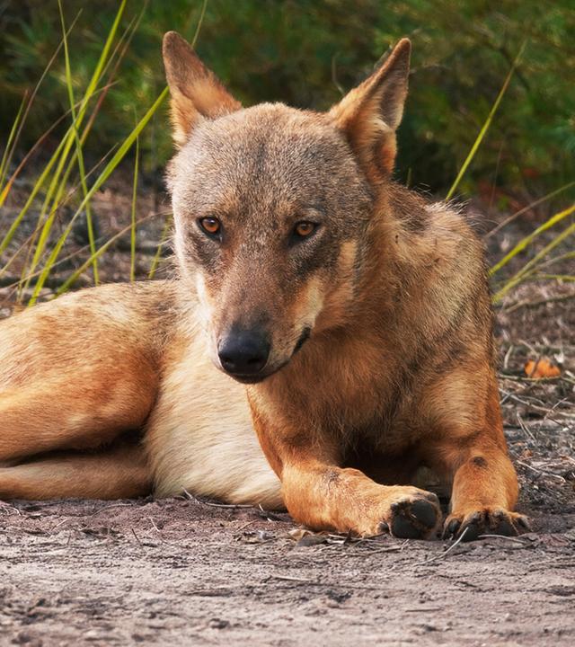 Ein Wolf liegt aufmerksam auf dem Waldboden und blickt direkt nach vorn  Szene aus dem Dokumentarfilm Im Land der Wölfe.