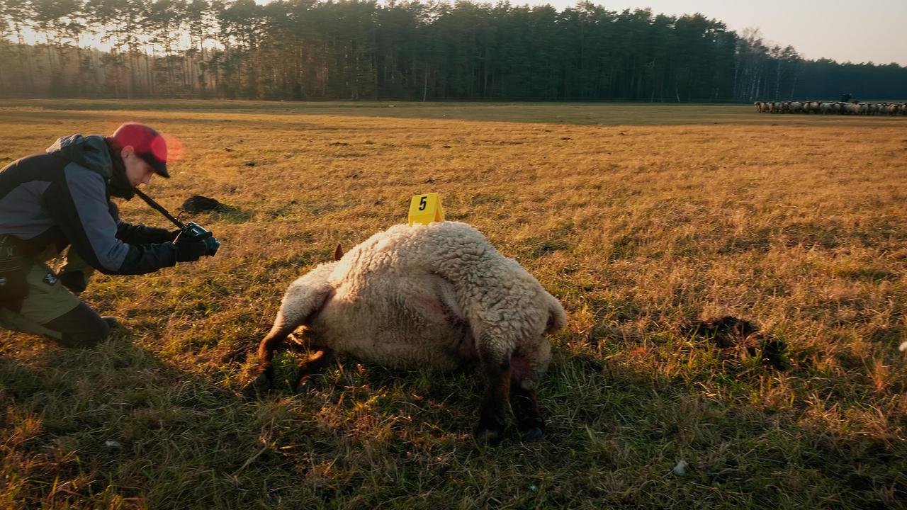 Ein totes Schaf liegt auf einer Weide, auf seinem Bauch steht ein kleines Schild mit der Ziffer 5. Links fotografiert eine Frau das Schaf mit Profiausrüstung.