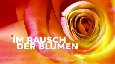 Im Rausch der Blumen – Teaser mit Schriftzug