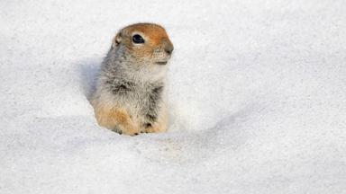 arktischer Ziesel (Urocitellus parryii) im Schnee, Hatcher Pass, Alaska, USA.